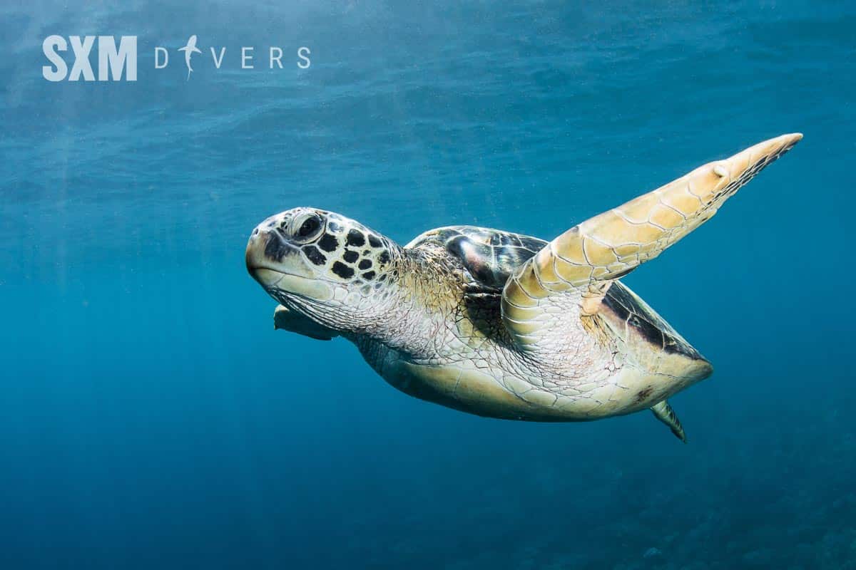 Turtle in St Maarten