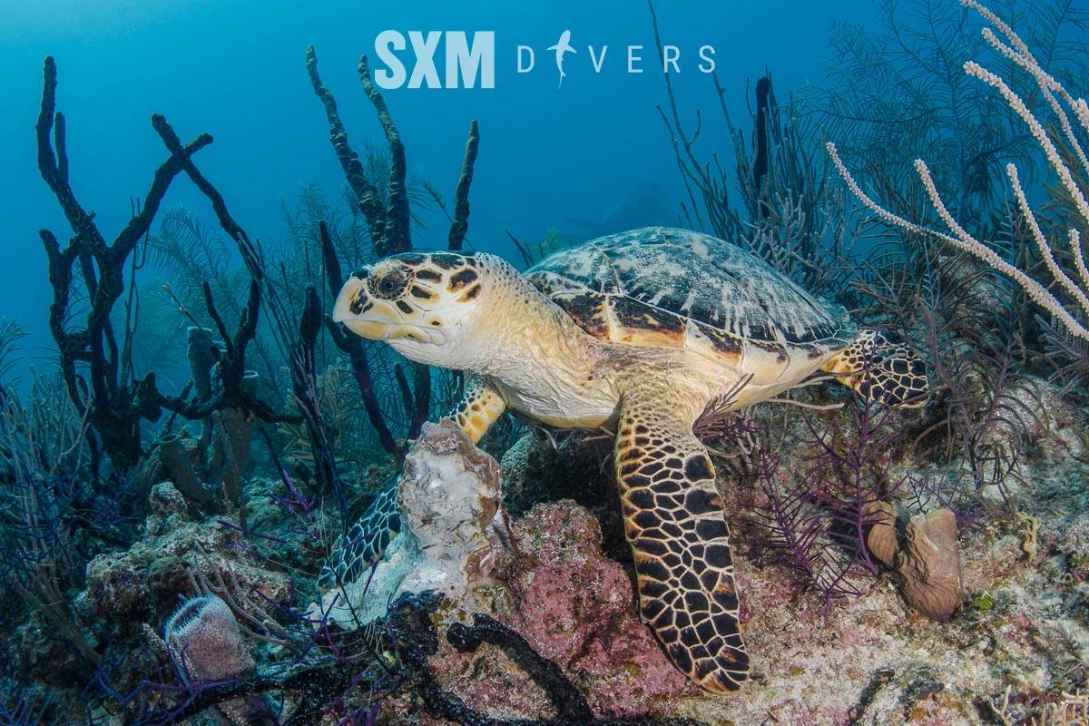 Swimming with Turtles in SXM