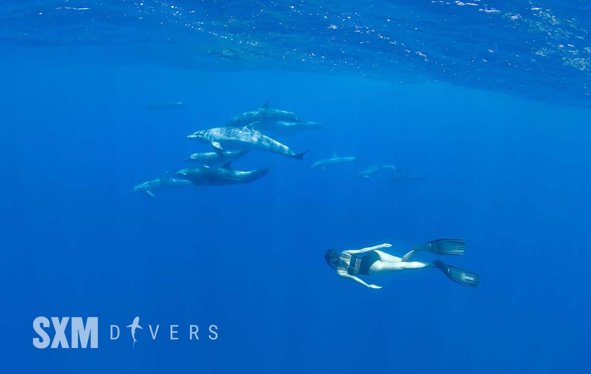 Swimming with Dolphins