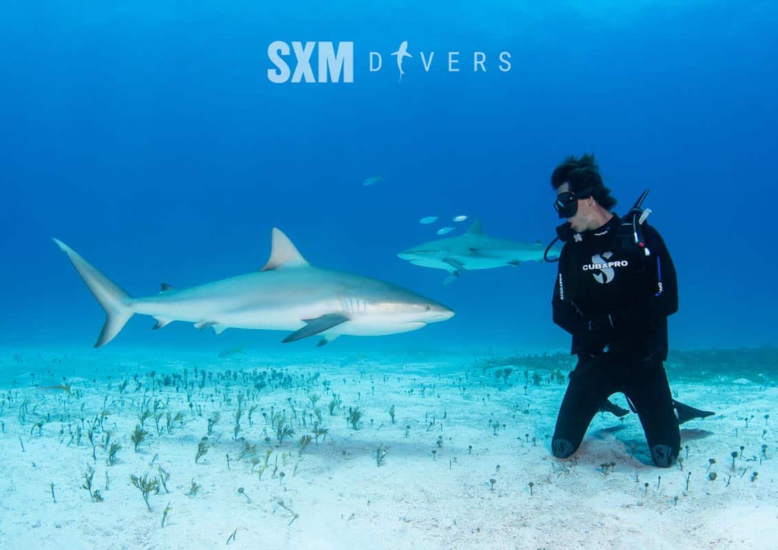 Diving with Sharks