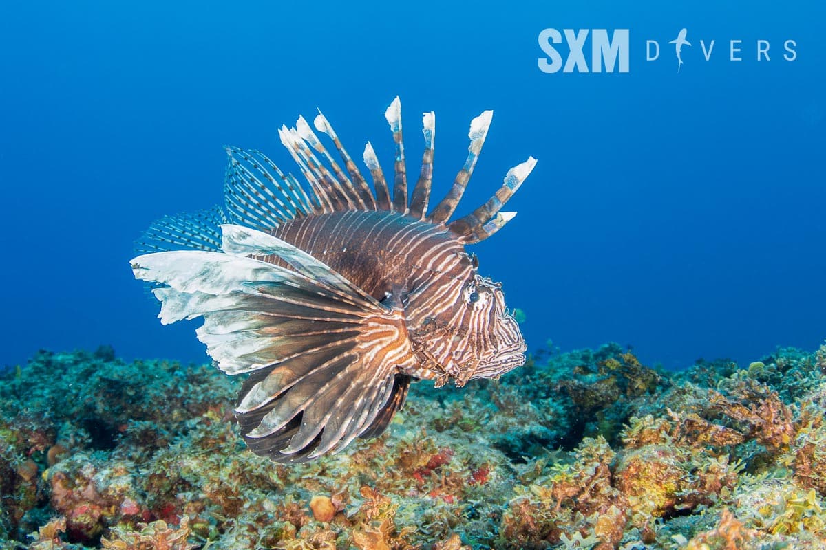 Lionfish on SXM