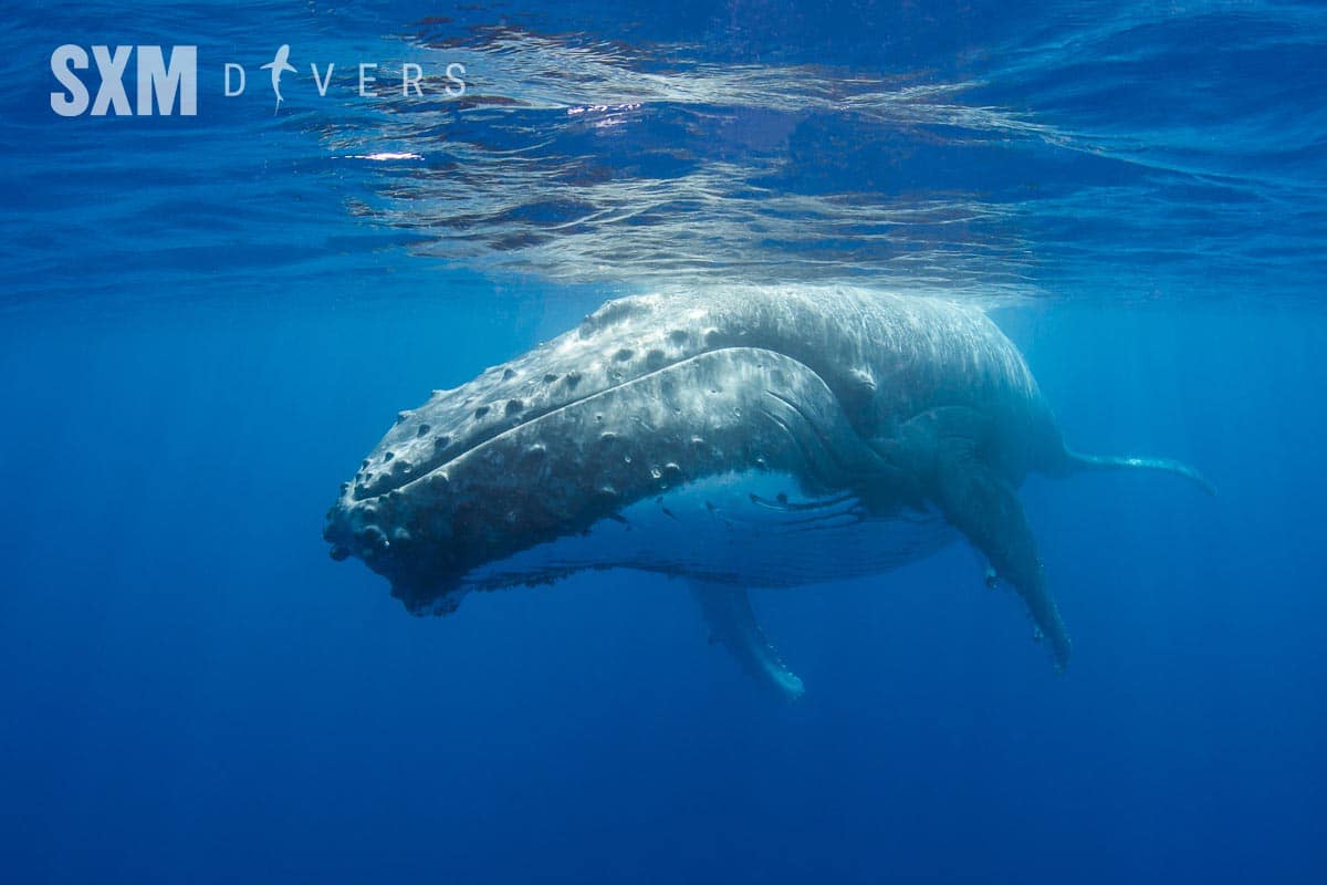 Whales on Sint Maarten - Saint Martin