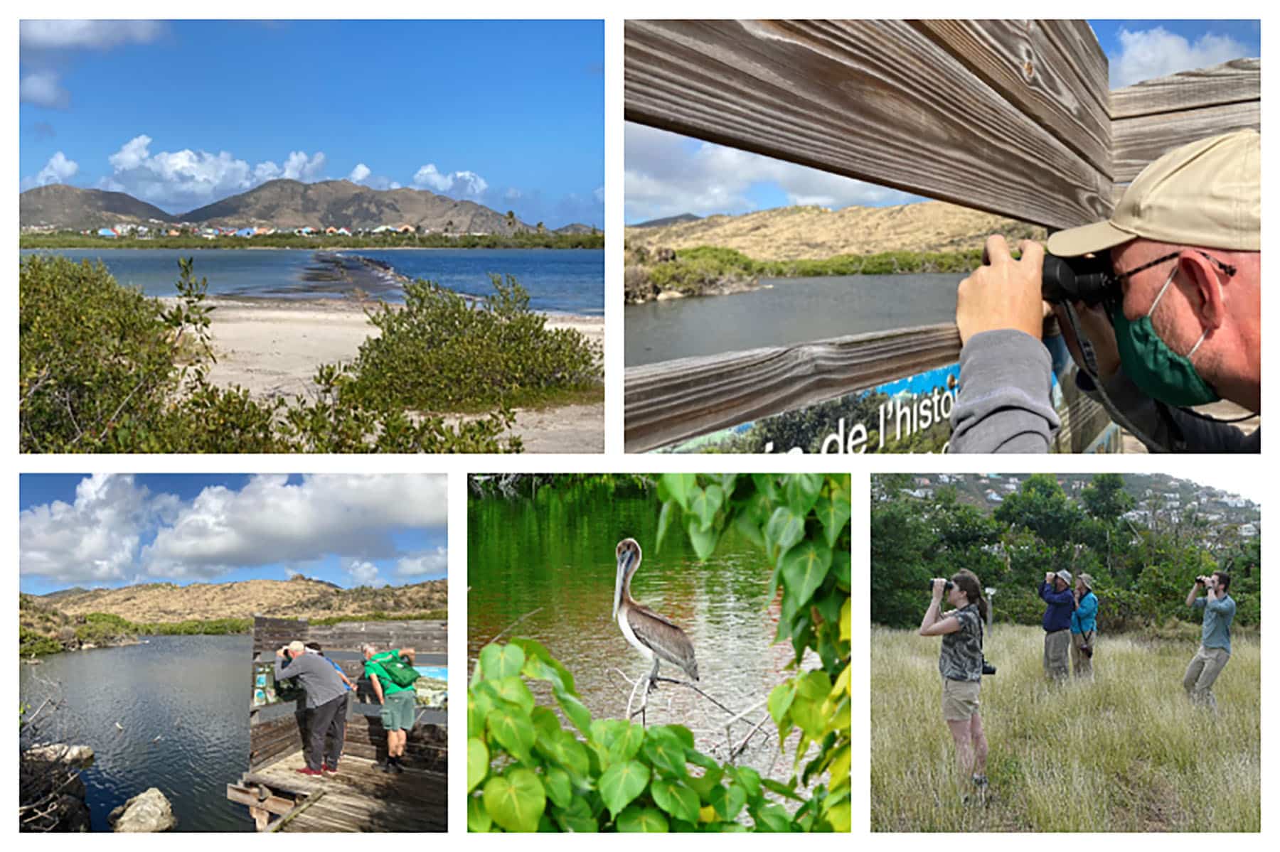 Birding Tour - Bird Watching Trip, Caribbean Island Birds, Pelican, Nature, Professional Guide