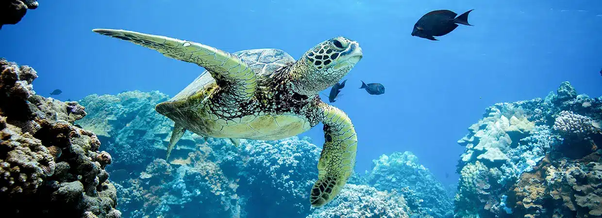 "Magical Encounter with Green Sea Turtles in St. Maarten's Clear Waters"