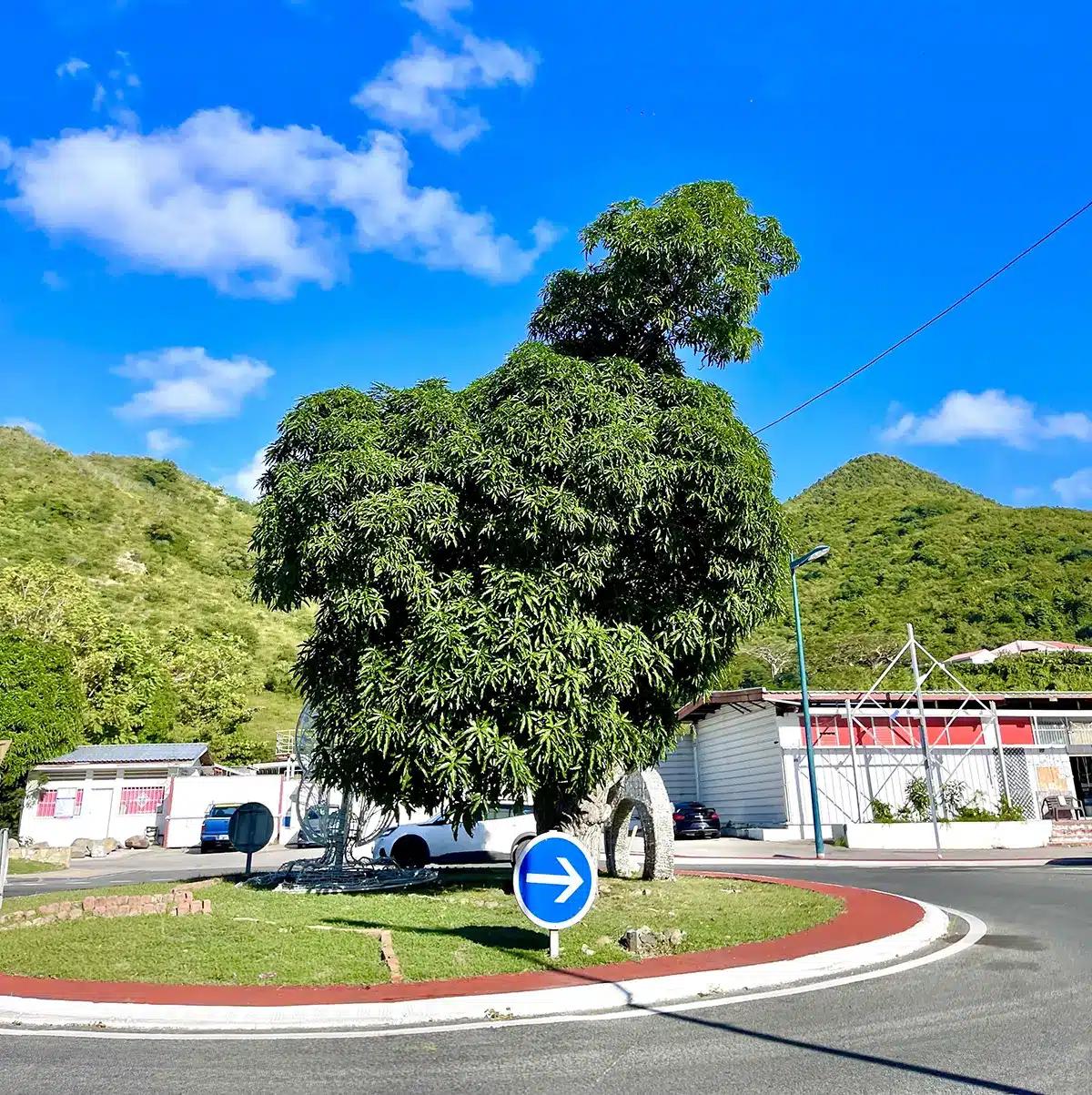 Gallic Rooster - French Symbol for Hope & Strenght - Roundabout in Marigot - Artist Frederic Le Vert creating a rooster out of this iconis Mango tree