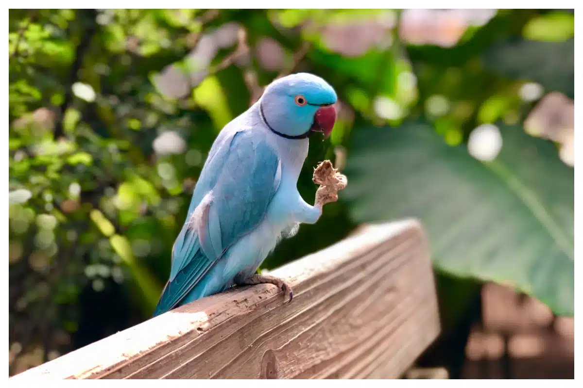 Beautiful Bird at Bird Park, SXM webp