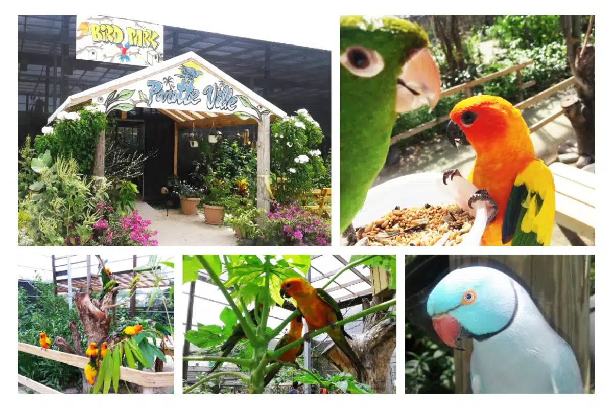 Bird Park, Beautiful Bird, Saint Martin