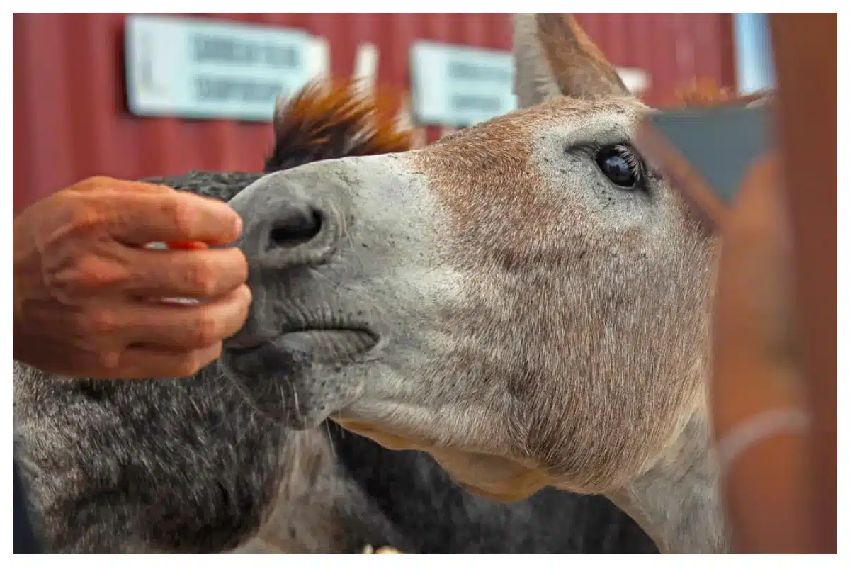 Cute DONKEY, Island tour