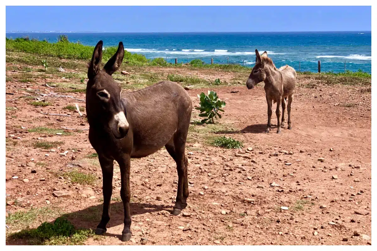 Hike to Grande & Petit Cayes (1)