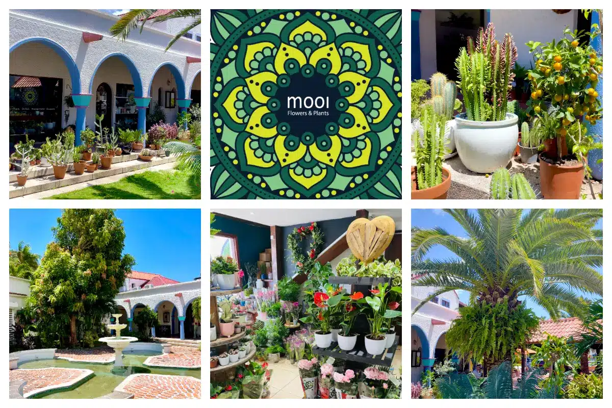 Mooi Flowers, Plants & Giftstore