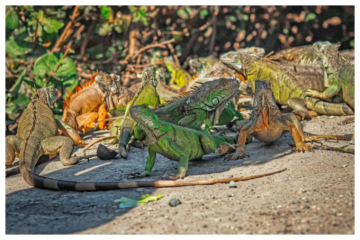 Nature, beautiful Iguane