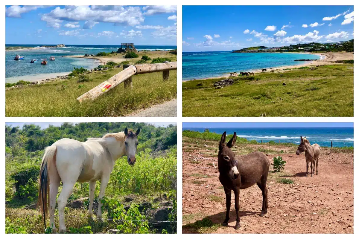 The rougher east coast of St. Martin is a nature reserve, horses, donkeys, sheep walking around freely