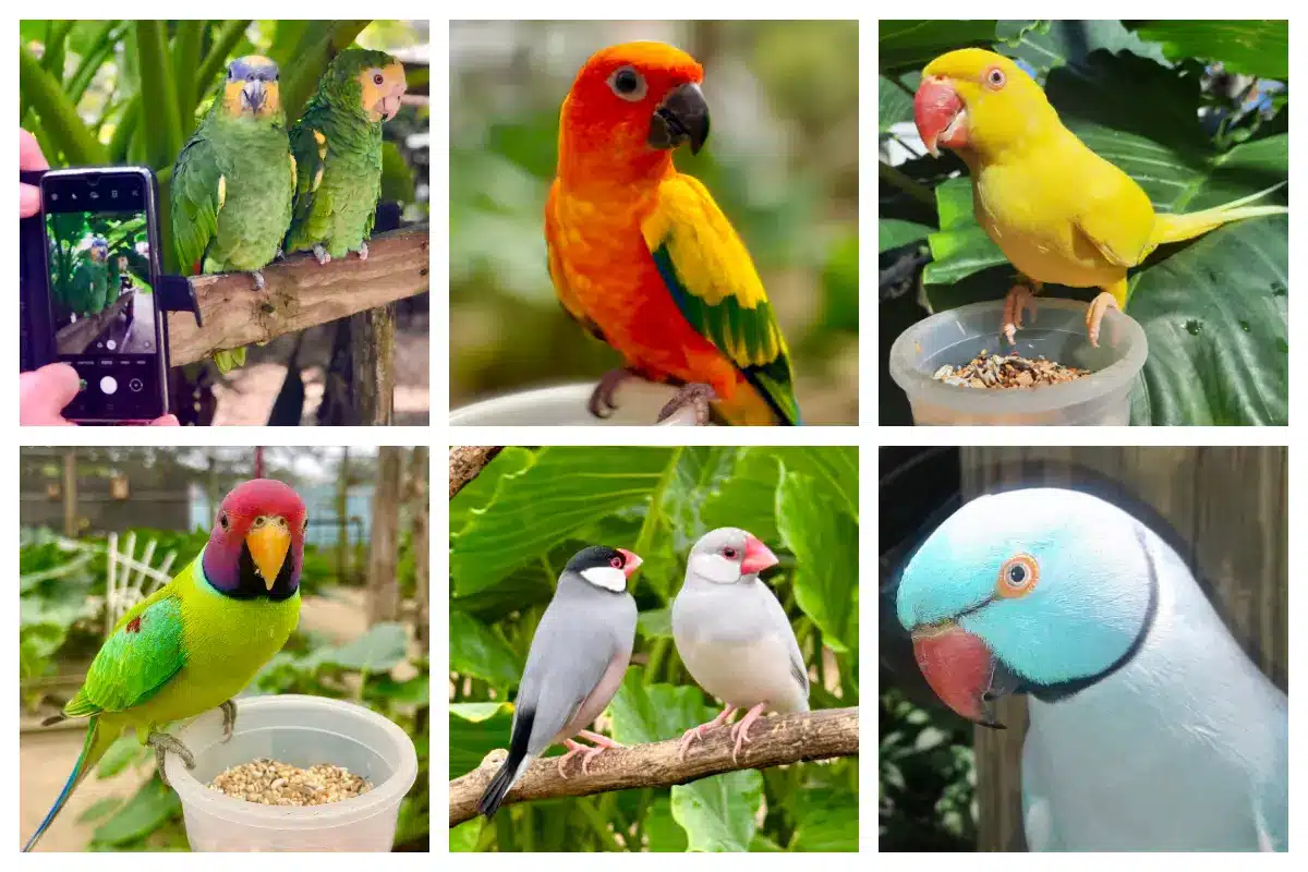 Anmazing Birds at the Bird Park - Parotte Ville