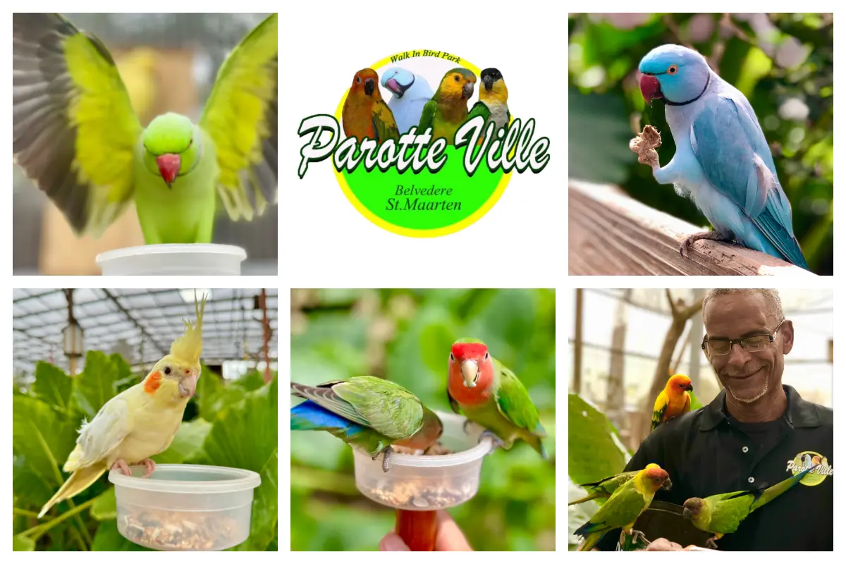 Birdpark - Parotte Ville - St. Maarten - St. Martin - Location Belvedere