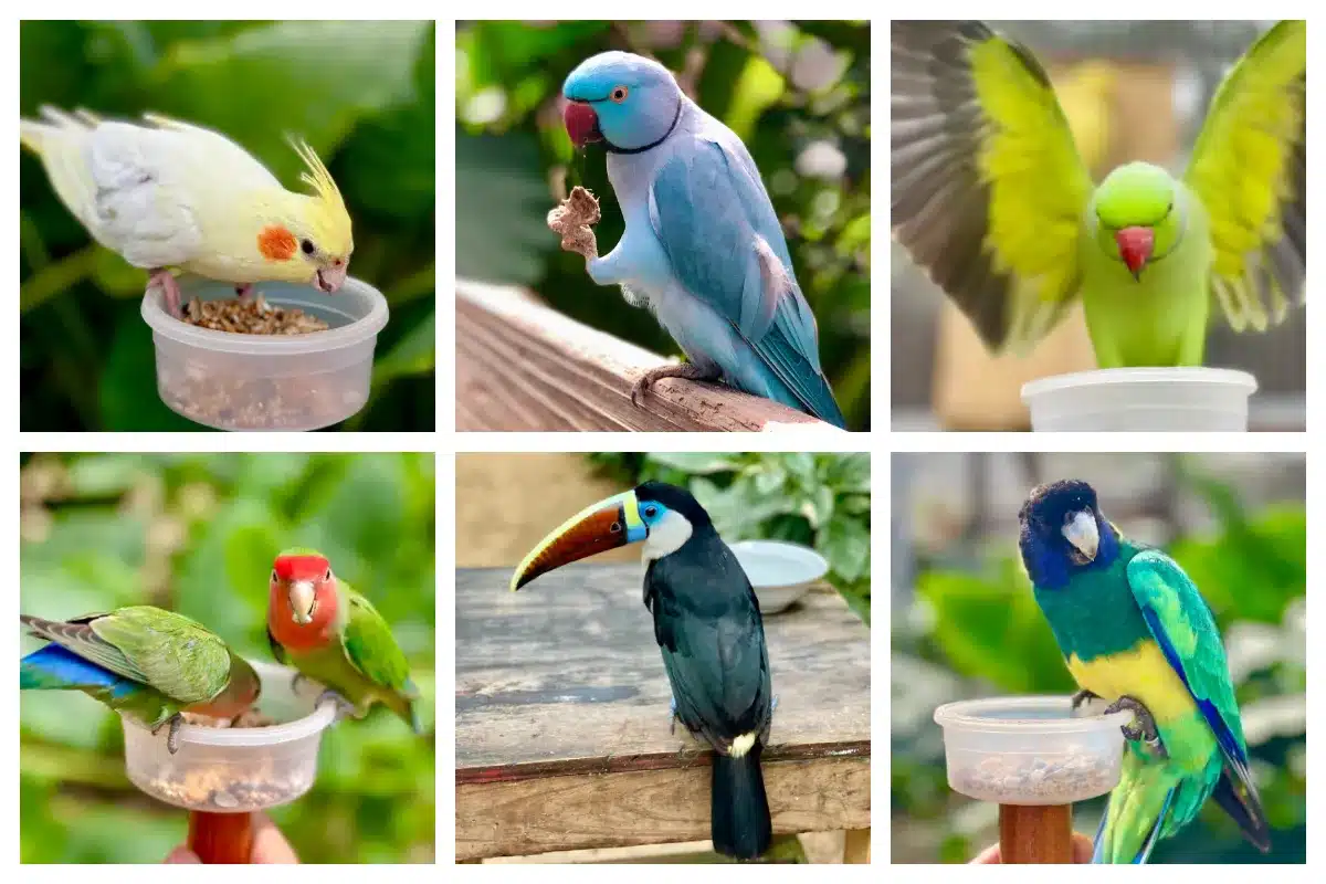 Birds at the Birdpark - Ring Neck Parakeet, Brown Throated Conure, Sun Conure, Black Headed Caique